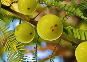 Amla ingredient of Mitolyn