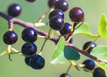 Maqui Berry fruit ingredient of Mitolyn
