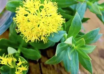 Rhodiola ingredient of Mitolyn