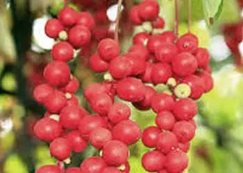 Schisandra ingredient of Mitolyn